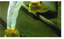 ෻ѹ Ѻѹ鹼º  510 մ